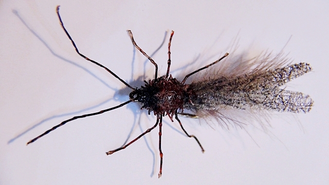 Köcherfliege-3
