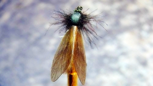 Köcherfliege-9