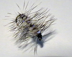 Superpupa