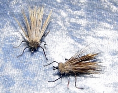 2-Rehhaar