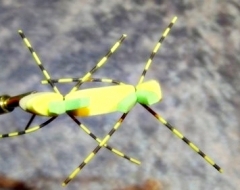 Tschernobyl Ant