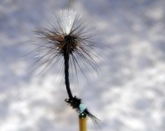 Dandelion