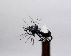 Ameise-weißer-Flügel-1
