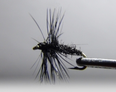 Eintagsfliege