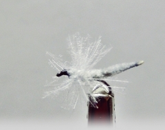 Eintagsfliege