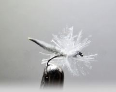 Eintagsfliege