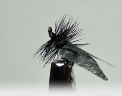 Eintagsfliege