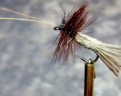 Goddard Caddis