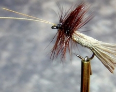 Goddard-Caddis