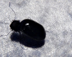 Käfer