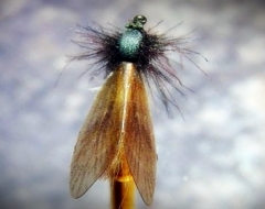 Köcherfliege-2