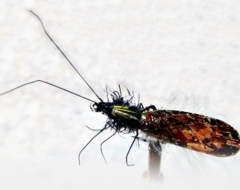 Köcherfliege-4