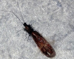 Köcherfliege-7