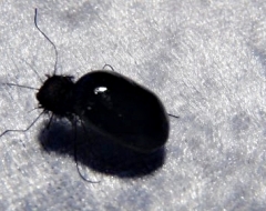 Käfer