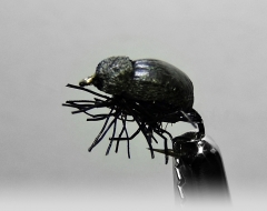 Käfer