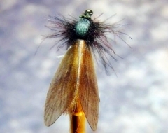 Köcherfliege