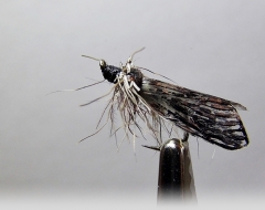 Köcherfliege