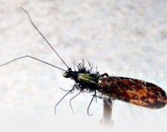 Köcherfliege