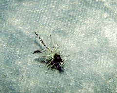 Midge