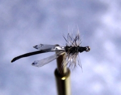 Midge