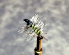 Superpupa