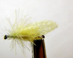 Yellow Sally mit CDC