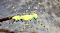 Tschernobyl Ant