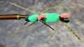 Tschernobyl Ant