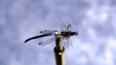 Midge-3