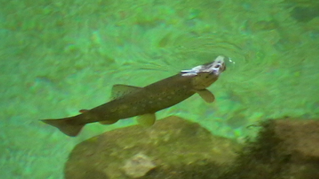 Forelle nimmt Nahrung in der Vintgar Klamm