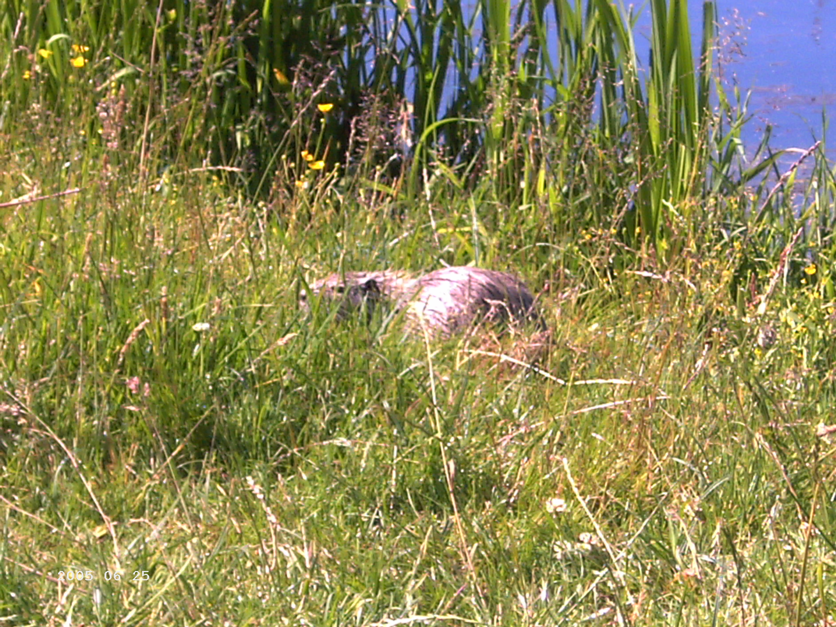 Nutria an der Kongeå