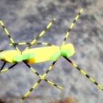 Tschernobyl Ant