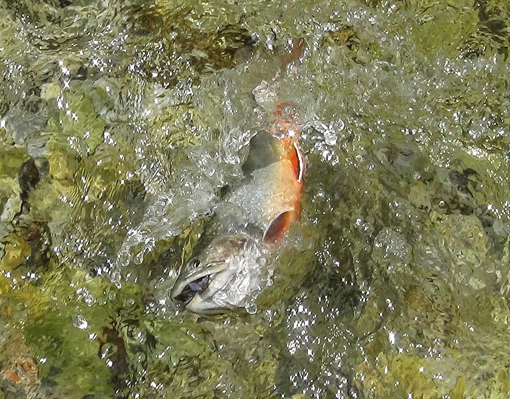 Fliegenfischen in der Großarler Ache