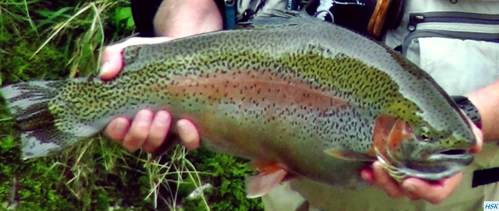 Fliegenfischen in der weißen Traun