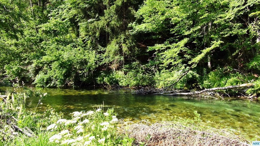 Fliegenfischen in der Radovna im Juni 2015