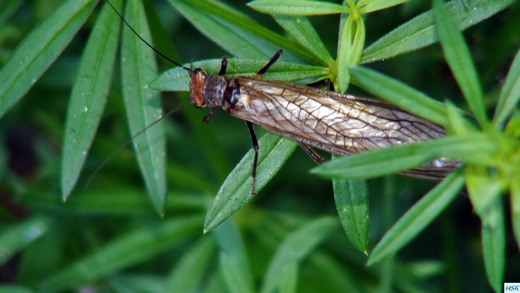 Fliegenfischen in der Radovna im Juni 2015