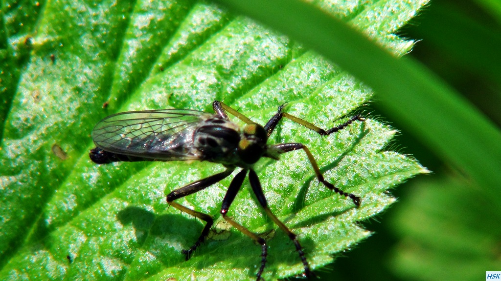 Fliegenfischen in der Radovna im Juni 2015