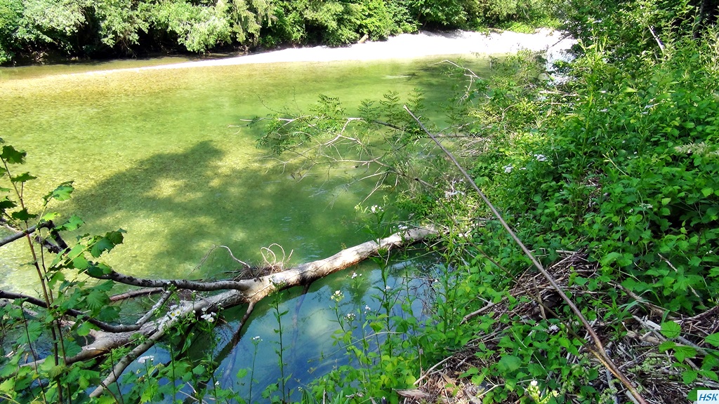 Fliegenfischen in der Sava Bohinjka im Juni 2015