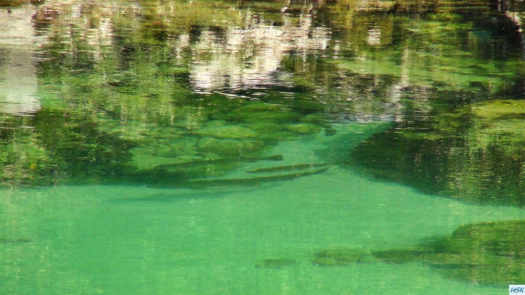 Fliegenfischen in der Sava Bohinjka im Juni 2015