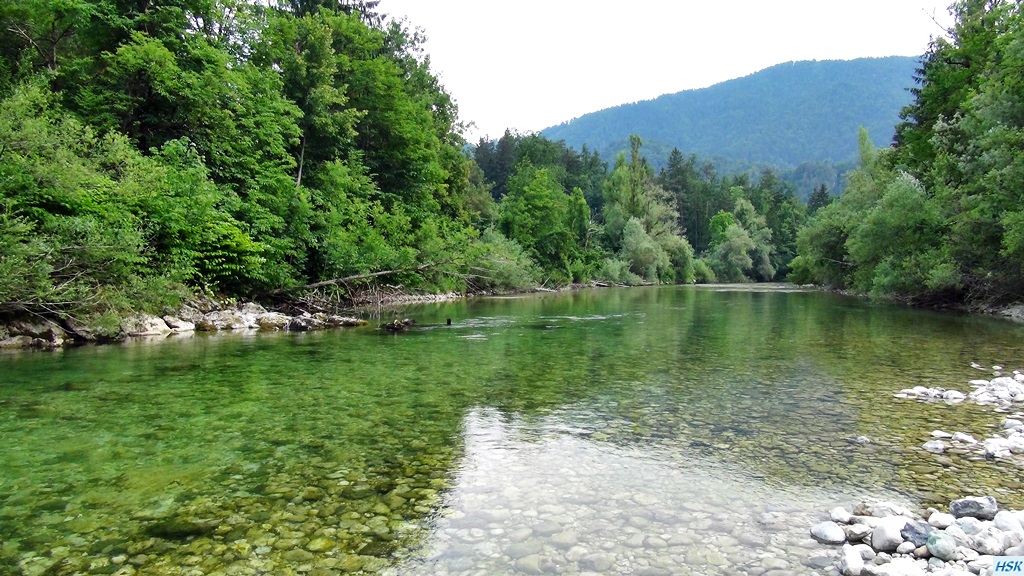 Fliegenfischen in der Sava Bohinjka im Juni 2015