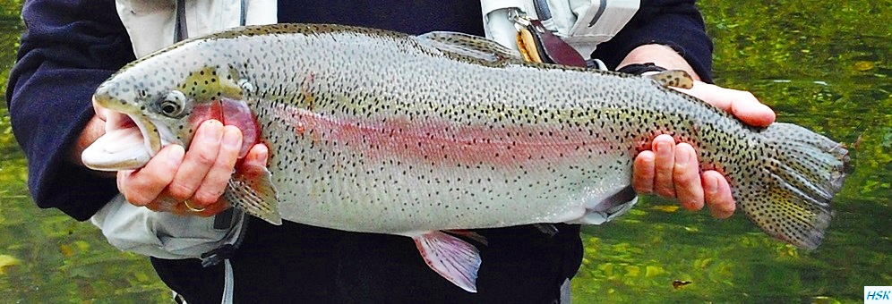 Fliegenfischen in der traditionellen Strecke der deutschen Traun von Rudi heger im Oktober 2015 